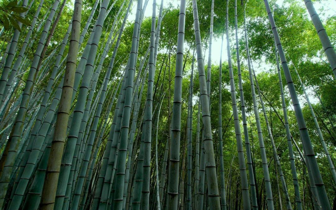 Going tropical in northern climates with bamboo