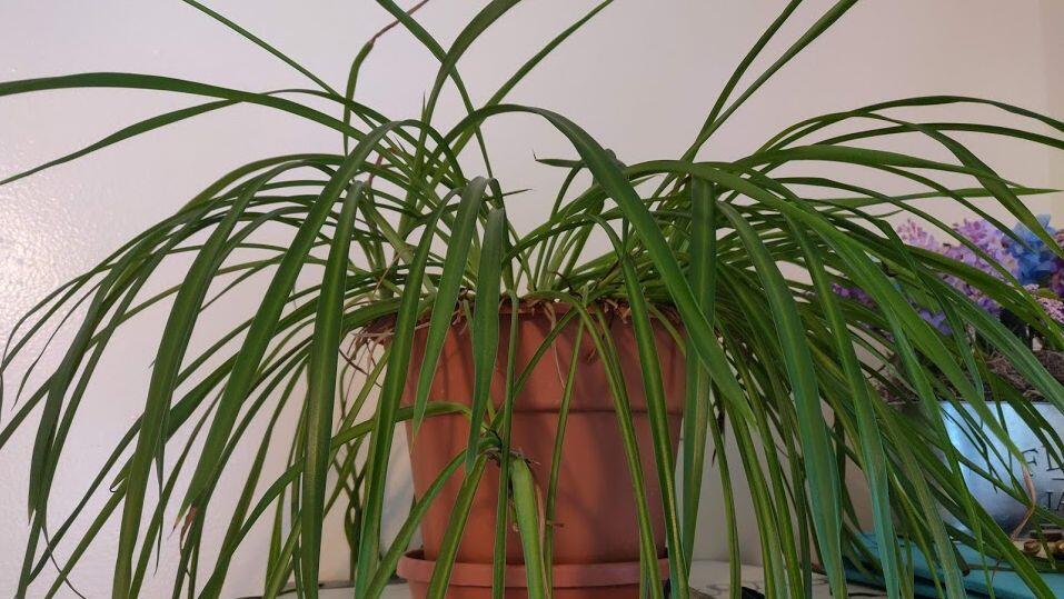 Spider Plants Love to Hang Out