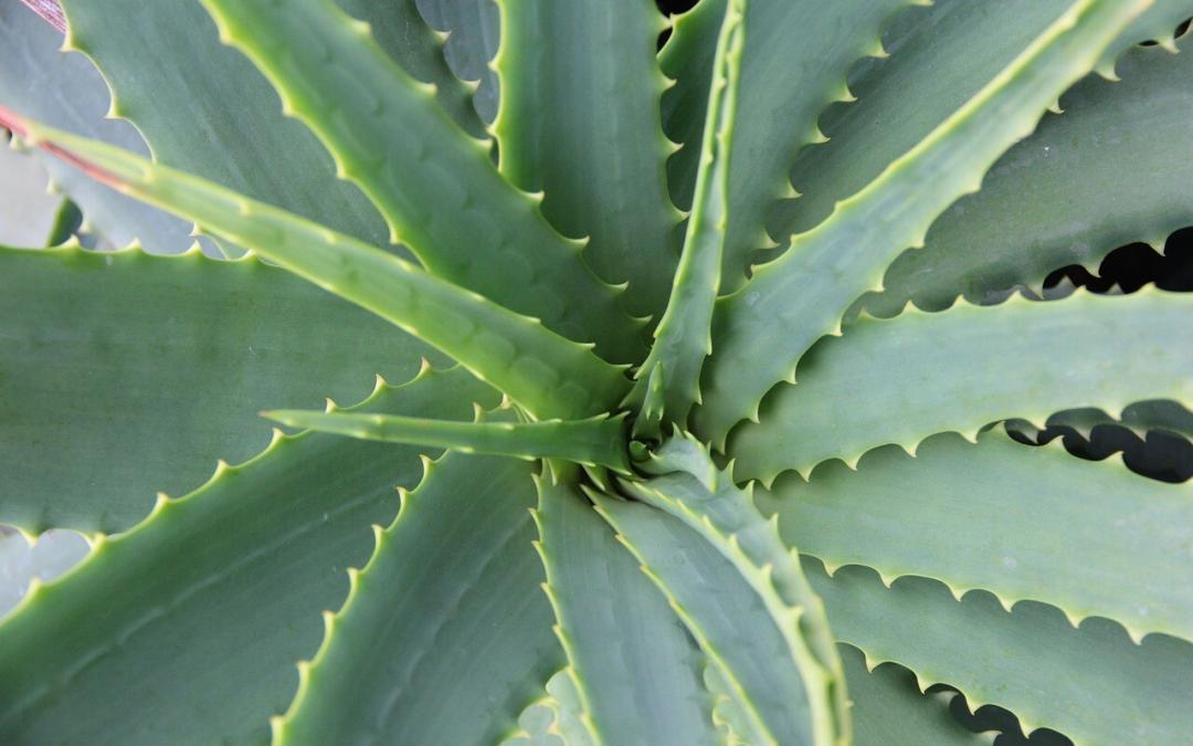 All about Aloe