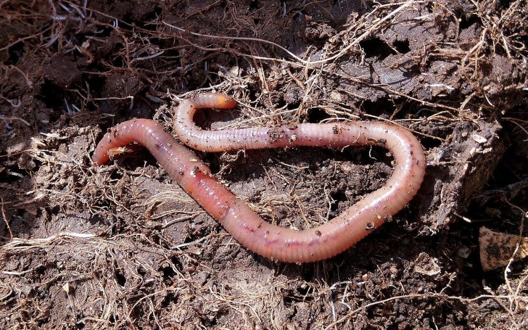 Composting with worms: part 2